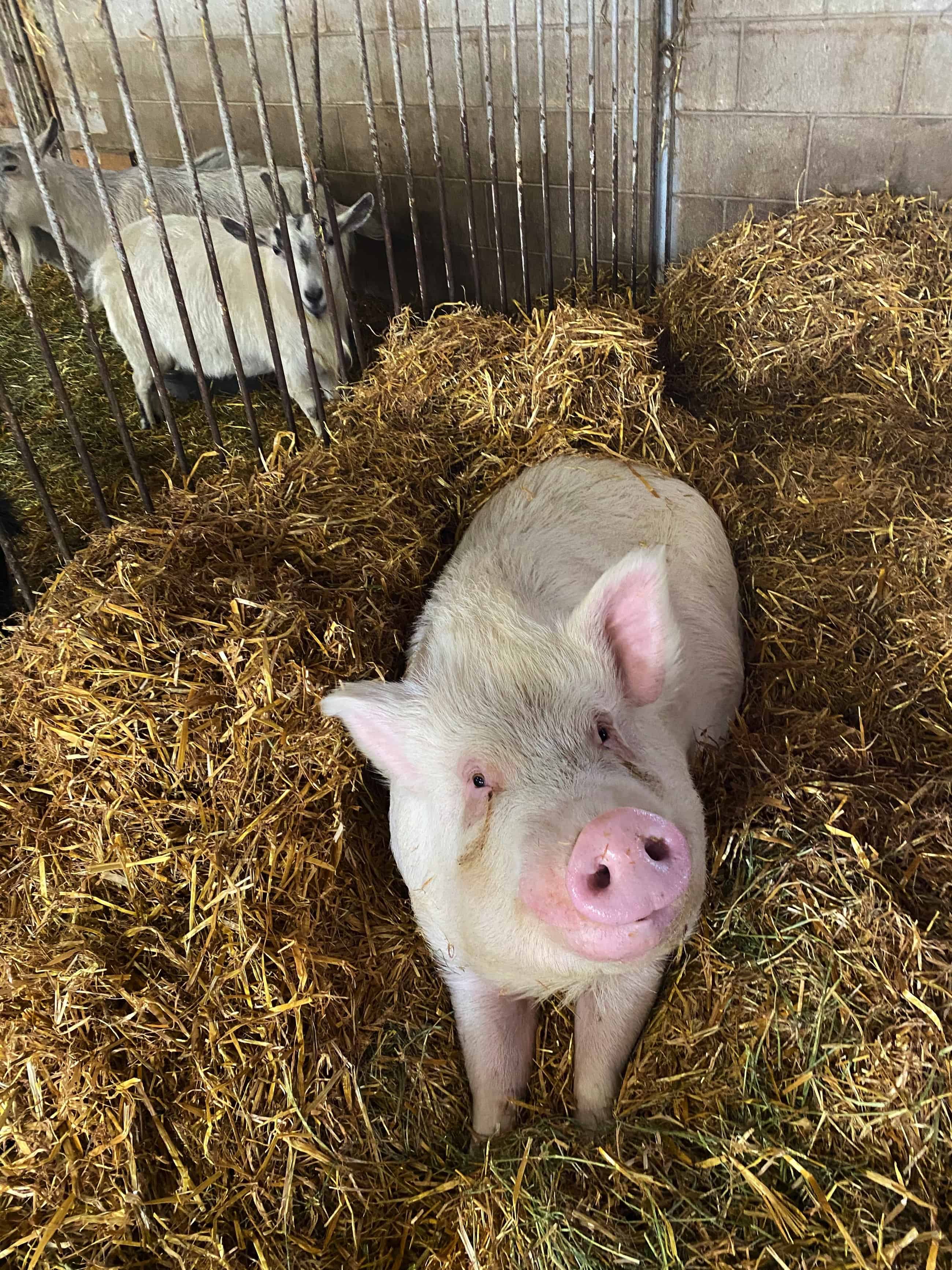 Children's Animal Farm